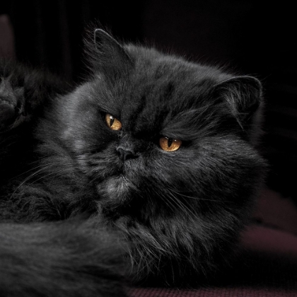 Picture of BLACK PERSIAN PRINCE