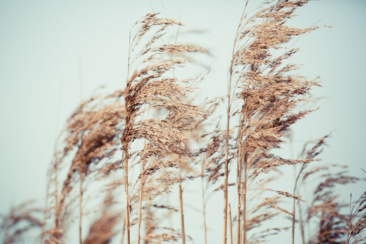 Picture of BLOWIN IN THE WIND