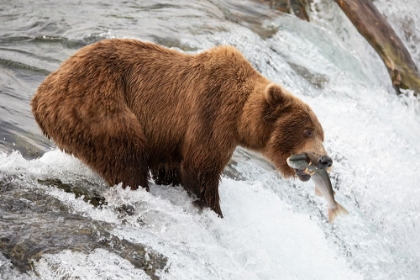 Picture of BROWN BEAR FISHING