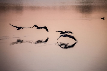 Picture of BROWN PELICANS FLYING LOW