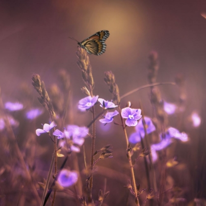 Picture of BUTTERFLY AND PURPLE FLOWERS