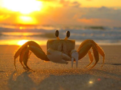 Picture of CALL ME MR CRAB