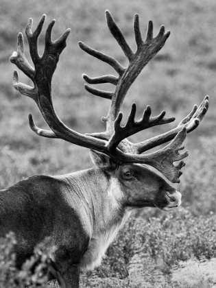 Picture of CARIBOU