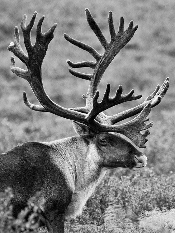 Picture of CARIBOU