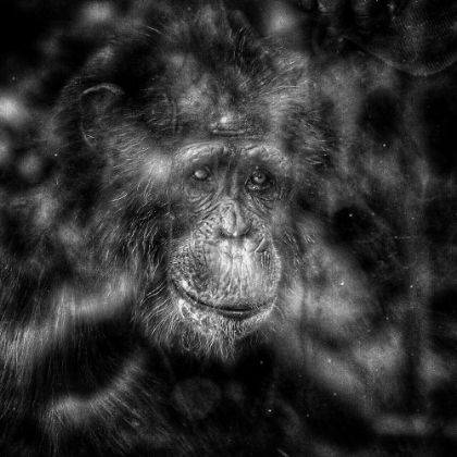 Picture of CHIMPANZEE CLOSE UP I