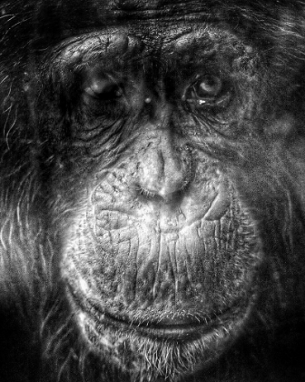 Picture of CHIMPANZEE CLOSE UP II