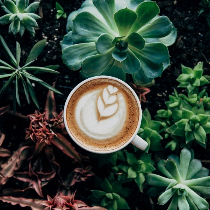 Picture of COFFEE IN NATURE