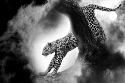 Picture of CREATIVE LEOPARD