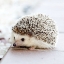 Picture of CUTIE PIE THE BABY HEDGEHOG