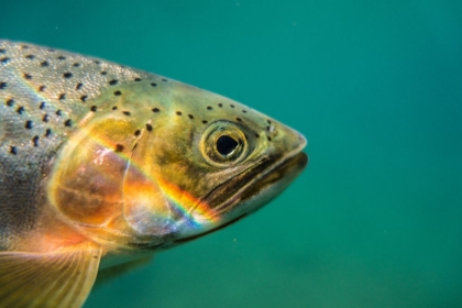 Picture of CUTTHROAT TROUT