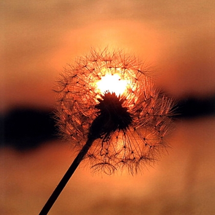 Picture of DANDELION IN SUNSET