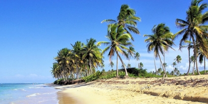 Picture of DOMINICAN REPUBLIC BEACH BAVARO TROPICS