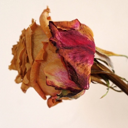 Picture of DRIED ROSE