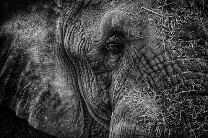 Picture of ELEPHANT CLOSE UP I