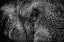 Picture of ELEPHANT CLOSE UP I