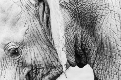 Picture of ELEPHANT CLOSE UP II