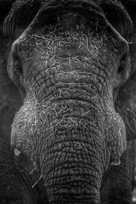 Picture of ELEPHANT CLOSE UP III