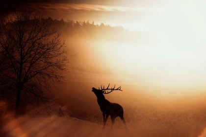 Picture of ELK AT SUNSET I