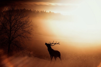Picture of ELK AT SUNSET I