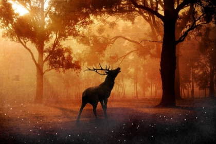 Picture of ELK AT SUNSET II
