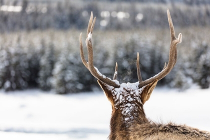 Picture of ELK IN THE SNOW