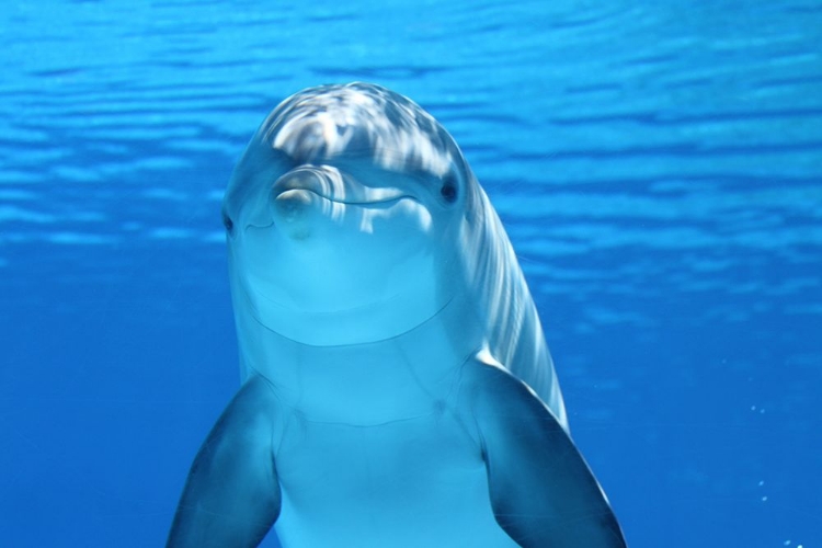 Picture of FLIPPER THE DOLPHIN