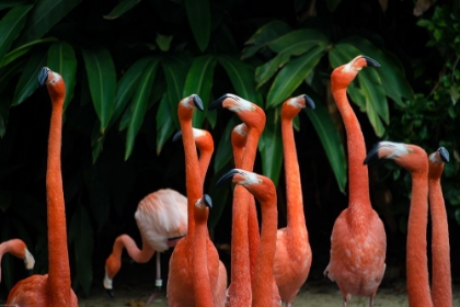 Picture of FLOCK OF FLAMINGOS IN SAN DIEGO, UNITED STATES