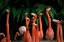 Picture of FLOCK OF FLAMINGOS IN SAN DIEGO, UNITED STATES
