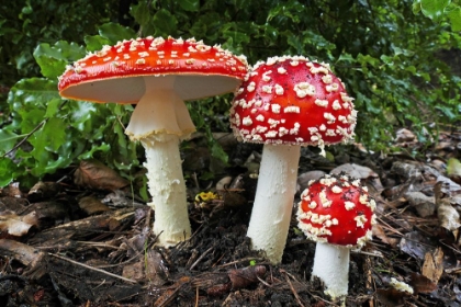 Picture of FLY AGRIC TOADSTOOL