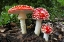 Picture of FLY AGRIC TOADSTOOL