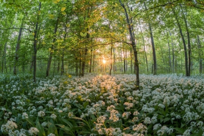 Picture of FOREST AT SUNSET WITH BEARS GARLIC