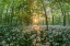 Picture of FOREST AT SUNSET WITH BEARS GARLIC