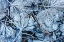 Picture of FROSTY LEAVES