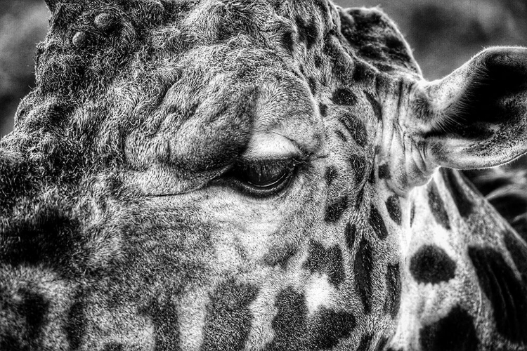 Picture of GIRAFFE CLOSE UP