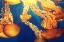 Picture of GOLDEN JELLYFISH