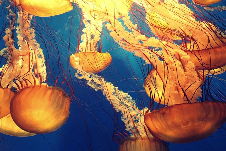 Picture of GOLDEN JELLYFISH