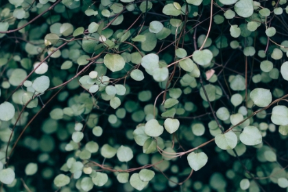 Picture of GREEN NATURE WALL