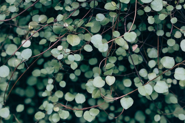 Picture of GREEN NATURE WALL