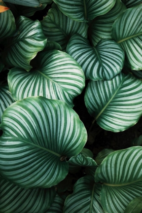 Picture of GREEN TROPICAL LEAVES