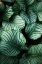 Picture of GREEN TROPICAL LEAVES