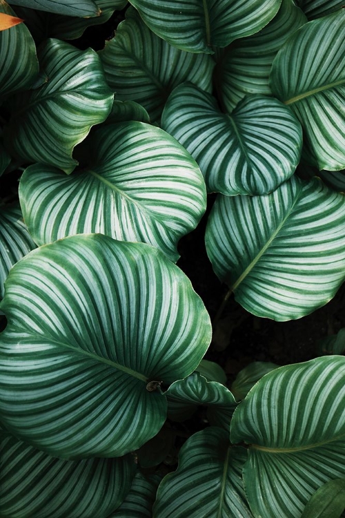 Picture of GREEN TROPICAL LEAVES