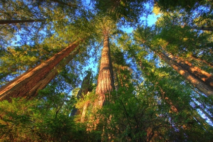 Picture of HEADWATERS FOREST RESERVE