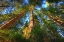 Picture of HEADWATERS FOREST RESERVE