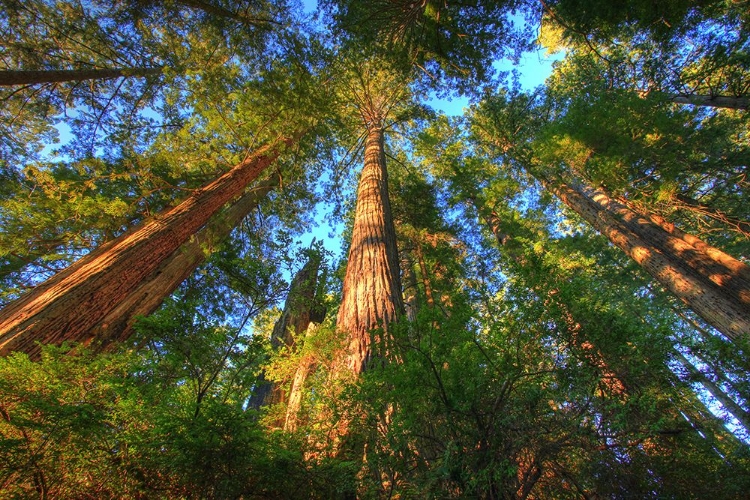 Picture of HEADWATERS FOREST RESERVE