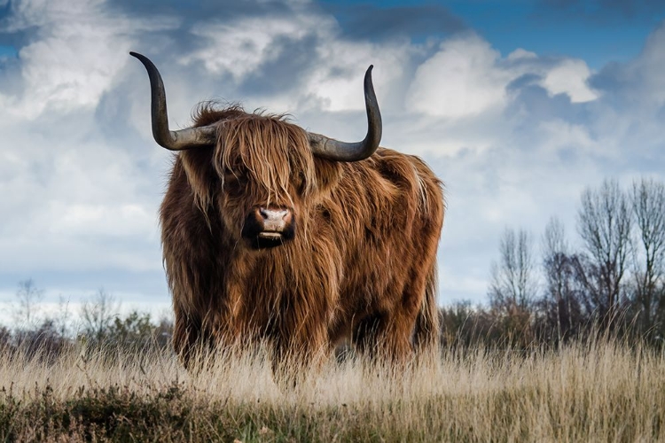 Picture of HIGHLAND BULL