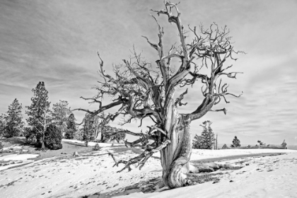 Picture of HUMBOLDT-TOIYABE NATIONAL FOREST, USA