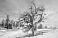 Picture of HUMBOLDT-TOIYABE NATIONAL FOREST, USA
