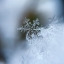 Picture of ICE CRYSTAL FORMING A SNOWFLAKE