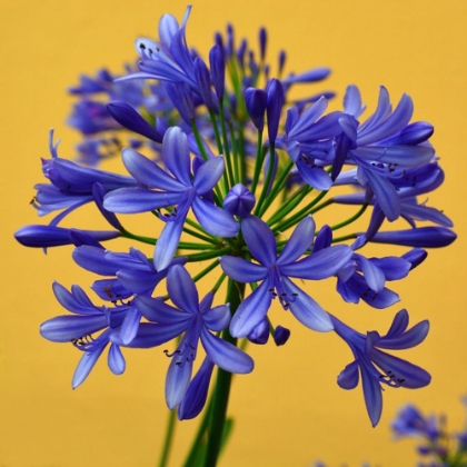 Picture of BLUE AFRICAN LILY
