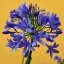 Picture of BLUE AFRICAN LILY
